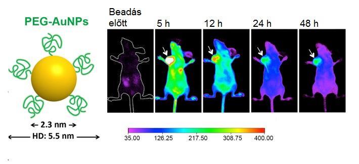 tumorok egyedi anatómiája mellett azonban a nanorészecskék alapvető fizikai tulajdonságai is meghatározzák szervezeten belüli eloszlásukat és sorsukat.