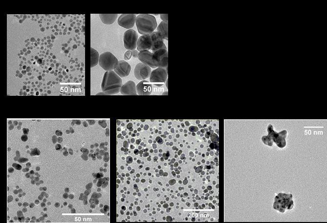 4. ábra. A kísérletek során alkalmazott nanorészecskék transzmissziós elektronmikroszkópos felvételei. AgNP ezüst nanorészecske, AuNP arany nanorészecske, Au@Ag arany-ezüst hibrid nanorészecske.