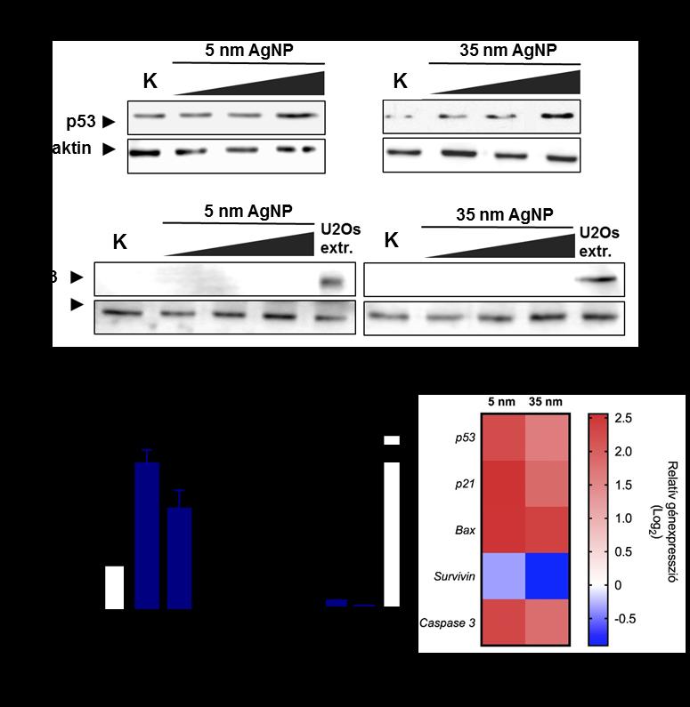 nanorészecske kezelés hatására jelentősen megnőtt a p53-függő p21 és Bax, valamint a p53 és Caspase 3 gének relatív mrns szintje is, míg a kezelések csökkentették a Survivin onkogén relatív