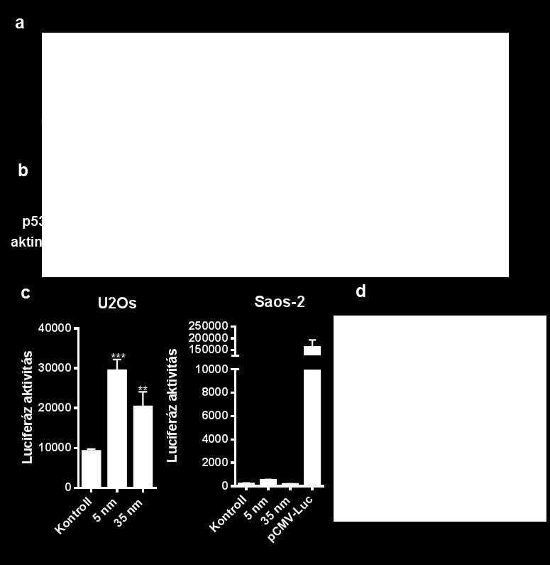 (a) U2Os sejtekben az 5, illetve a 35 nm átmérőjű nanorészecskék is indukálták a p53 fehérje stabilizálódását.