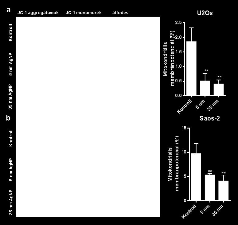 ezüst nanorészecske kezelések hatására. Ehhez a mitokondriális membránpotenciál érzékeny JC-1 festékkel festettük az 5 és 35 nm átmérőjű ezüst nanorészecskékkel kezelt U2Os és Saos-2 sejteket (12.
