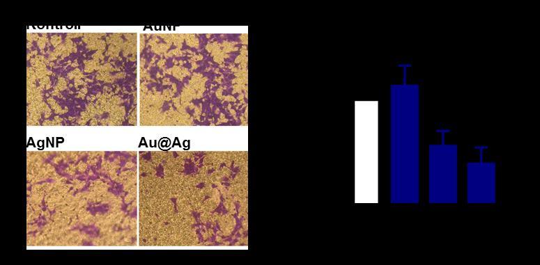 15. ábra. Az ezüst és arany-ezüst hibrid nanorészecskék gátolják a 4T1 adenokarcinóma sejtek inváziós képességét.