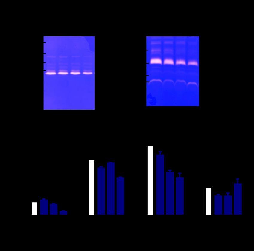 proteáz enzimek aktivitását zselatin zimográfia segítségével (21c, d. ábra).