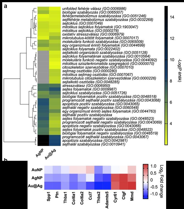 23. ábra. Az ezüst és arany-ezüst hibrid nanorészecske kezelések hasonló génontológiai csoportba tartozó gének expresszióját báfolyásolják.