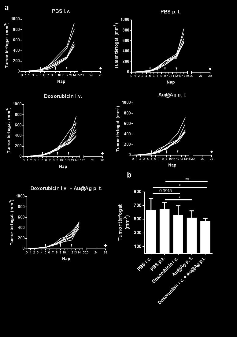 24. ábra. A peritumoriálisan alkalmazott arany-ezüst hibrid nanorészecskék csökkentik a 4T1 tumorok növekedését Balb/c egerekben és erősítik a Doxorubicin tumornövekedés gátló hatását.