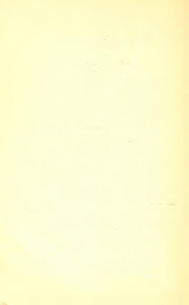 166 Csíki Ern Magyarország Cerambycidái. Irta Csíki Ern. XIV. 57. nem: INeocl.ytiits Thoms. ( Rhopalomerus Chevr.