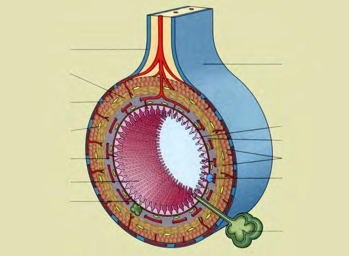A bélfal anatómiája Az ábrán a vékonybél szövettani szerkezete látható, amelyre az aborálisabb bélszakaszok is hasonlítanak serosa belső körkörös izomréteg peritoneum külső hosszanti izomréteg