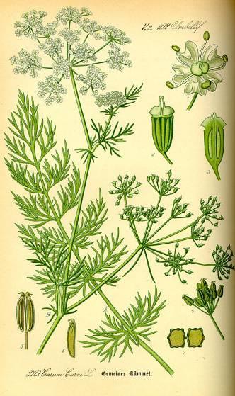 Fűszerkömény termés és illóolaj/ Carvi fructus és Carvi aetheroleum caraway