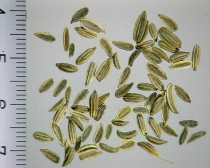 Édeskömény/Foeniculi dulcis fructus, Foeniculi amari fructus sweet fennel Édeskömény/Foeniculum