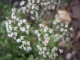 Ánizs termés, illóolaj/anisi fructus, Anisi aetheroleum anise