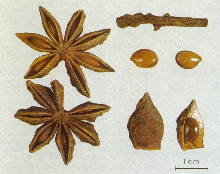 Anisi stellati fructus Ph. Hg. VIII.