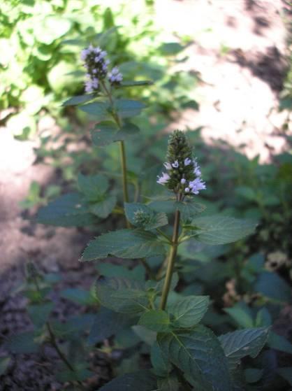 Borsmenta illóolaj/menthae piperitae aetheroleum Borsmenta/Mentha piperita Fő