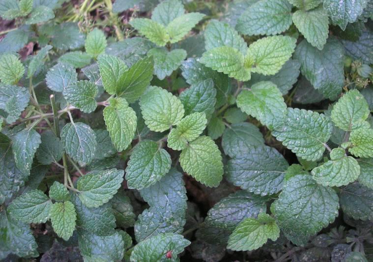 Citromfű levél/melissae folium Citromfű/Melissa officinalis common balm Fő