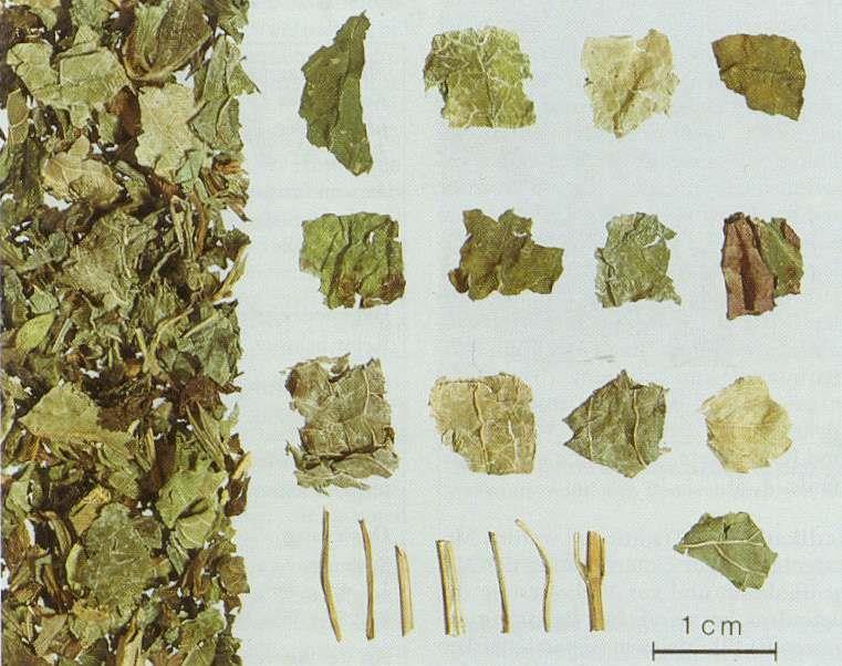 bélpanaszok, spasmolyticum, cholagogum.