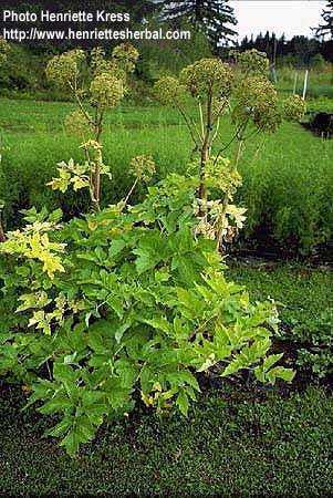 Angyalgyökér/Angelicae radix Angyalgyökér/Angelica archangelica Norwegian angelica Fő
