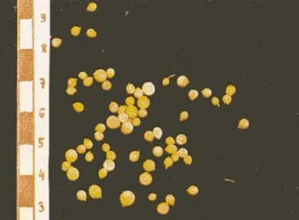 Koriander termés/coriandri fructus Koriander/Coriandrum sativum Fő hatóanyag(csoport): IO