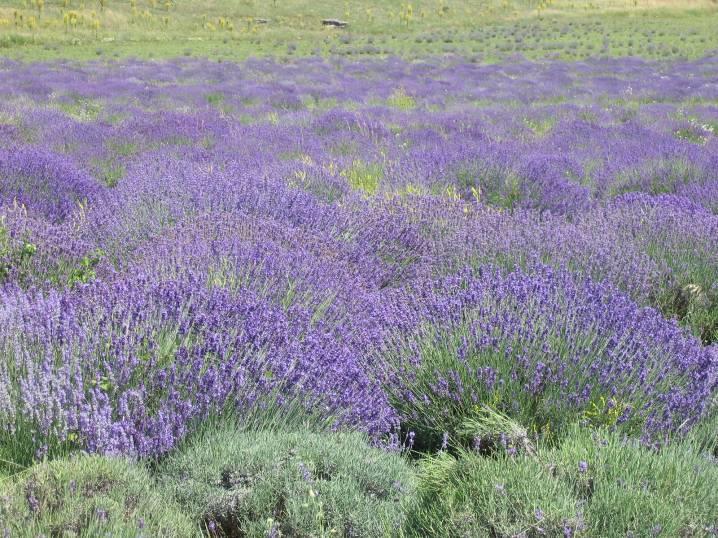 Levendula virág és illóolaj/ Lavandulae flos et aetheroleum English lavender Levendula/Lavandula