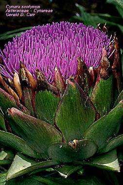 Articsóka levél/cynarae folium Articsóka/Cynara scolymus globe artichoke Fő hatóanyag(csoport): kávésav-származékok (cinarin), flavonoidok, IO Felhasználás: Epetermelési zavarokkal