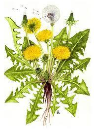 Taraxaci herba et radix/gyermekláncfű és gyökér Taraxacum officinale/gyermekláncfű Fő hatóanyag(csoport): szeszkviterpénlakton keserűanyagok, levélben C-vitamin Felhasználás: koleretikus (epehajtó),