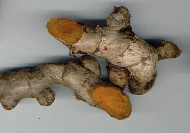 Jávai kurkuma gyökértörzs/ common turmeric Curcumae xanthorrhizae rhizoma Kurkuma/Curcuma sp.