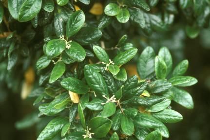 Boldó levél/boldi folium Boldó/Peumus boldus boldo Fő hatóanyag(csoport): Alkaloidok, illóolaj