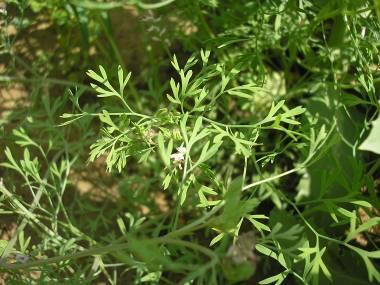 Orvosi füstike/fumariae herba Orvosi füstike/fumaria officinalis drug fumitory Fő