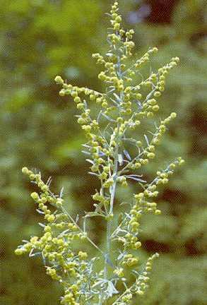 Fehér üröm/absinthii herba Fehér üröm/artemisia absinthium absinthium Fő