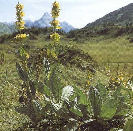 Sárga tárnics gyökér/gentianae raadix Sárga tárnics/gentiana lutea yellow gentian Fő