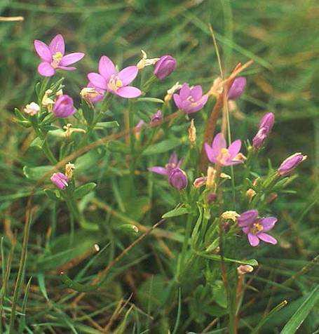 Kis ezerjófű/centaurii herba Kis ezerjófű/centaurium erythraea European centaury Fő hatóanyag(csoport): Keserűanyagok Felhasználás: