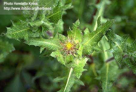 Benedekfű/Cardui benedicti herba Áldott benedekfű/cnicus benedictus blessed thistle Fő hatóanyag(csoport): Szeszkviterpének, lignánok, cserzőanyag, IO Felhasználás: