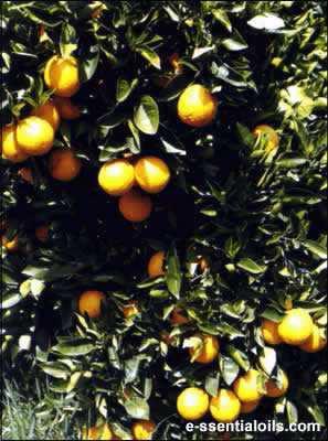 Aurantii amari flos, epicarpium et sour orange mesocarpium/ Keserűnarancs virág és termésfal Keserű narancs/citrus aurantium ssp.