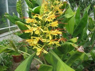 Gyömbérgyökér/Zingiberis rhizoma garden ginger Gyömbér/Zingiber officinale Fő