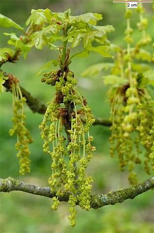 Tölgyfa kéreg/quercus cortex Tölgyfa/Quercus sp.