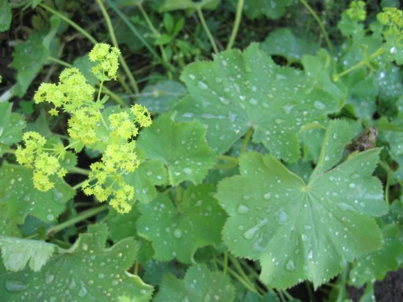 Réti palástfű/alchemillae herba Réti palástfű/alchemilla vulgaris lady's mantle Fő hatóanyag(csoport): Cserzőanyagok, flavonoidok Felhasználás: Adsztringens (összehúzó) Belsőleg
