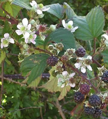 Szeder levél/rubi fruticosi folium Szeder/Rubus fruticosus Fő hatóanyag(csoport): Gyümölcssavak, cserzőanyagok Felhasználás: Enyhe hasmenés, torok- és szájnyálkahártya gyulladása esetén Napi