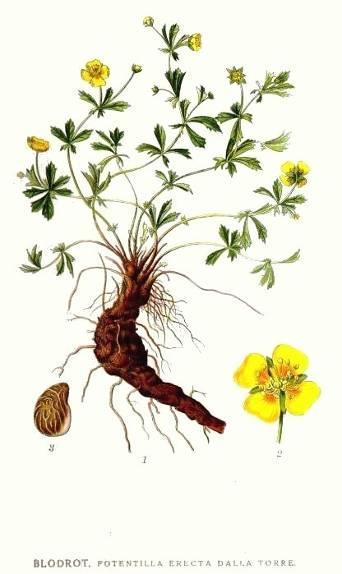 Vérontófű gyöktörzs/tormentillae rhizoma Vérontófű/Potentilla erecta erect