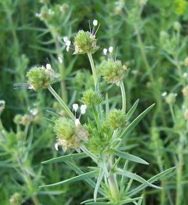 Nyálkás és homoki útifű mag/psyllii semen Nyálkás és homoki útifű/plantago afra, P.