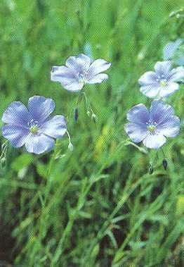 Házi lenmag/lini semen Házi len/linum usitatissimum common flax Fő hatóanyag(csoport):