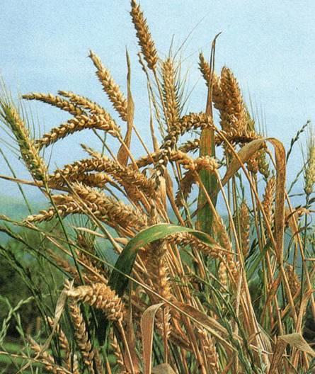 Búzakorpa common wheat Búza/Triticum aestivum Fő hatóanyag(csoport): Keményítő, cellulóz, hemicellulóz Felhasználás: Krónikus székrekedéssel küzdők étrendjének kiegészítője