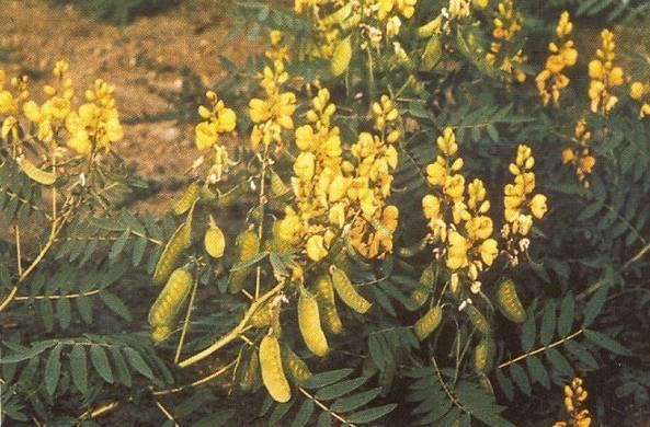 Szenna levél és termés/sennae folium et fructus Szenna/Cassia sp.