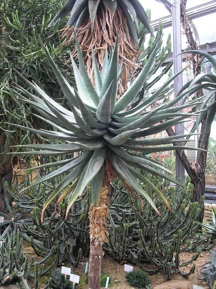 Tövises aloe/aloe capensis Cape aloe, Barbados aloe Aloe/Aloe sp. Fő hatóanyag(csoport): Antrakinonok Felhasználás: Laxatív (a vizeletet vörösre festi!) Ph. Hg. VIII.
