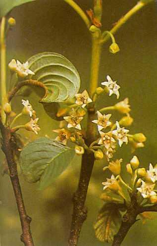 Kutyabenge kéreg/frangulae cortex Kutyabenge/Rhamnus frangula glossy