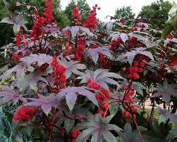 Ricinusolaj/Ricini oleum Ricinus/Ricinus communis Fő hatóanyag(csoport): Zsírosolaj, fehérjék Felhasználás: Laxatívum (műtéti előkészítésre is) 8 órán belül hat, nagyobb dózisban (max 30 g)