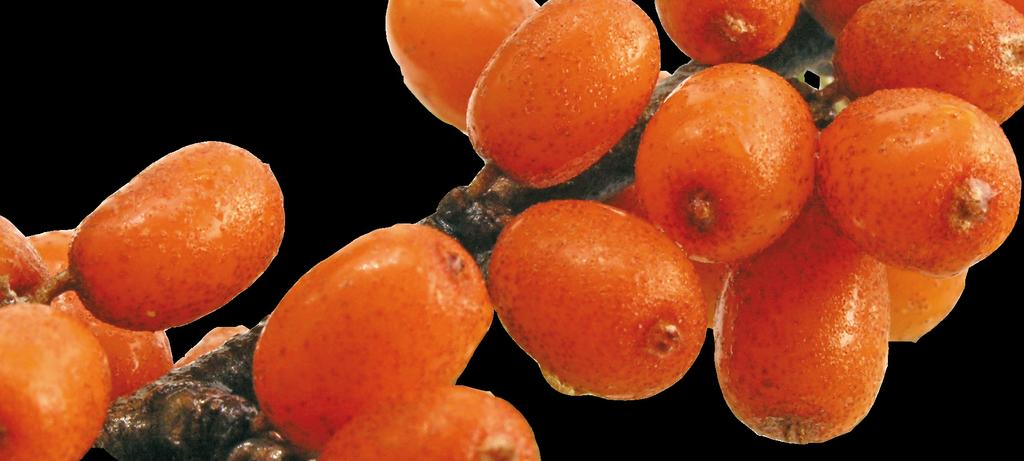 Ananász: a világ egyik legelterjedtebb gyümölcse, amelyet az indiánok már a középkorban is