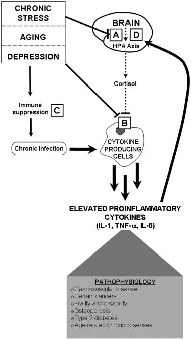 asd 2 és a cukorbetegség kezelésére diagram)