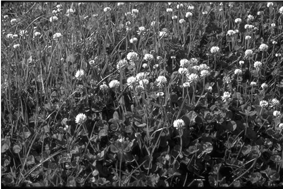 Fehér/ Kúszó here (Trifolium repens) Felhasználás: zöldtakarmányként, szénaként Kisebb nyiladékok, villanypásztákra önmagában telepíthető Jó vadlegelő taposás-tűrő hézagkitöltő indák Évelő DE