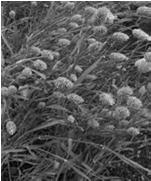 Fénymag (Phalaris canariensis) Felhasználás: szemtermés Talaj/termőhely: szinte mindenhol termeszthető igénytelen takarmánynövény melegigényes tarlóápolás, szántás (20-25 cm mélyen), magágykészítés