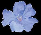 tomentosum Ceratostigma