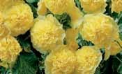 Terracotta Achillea