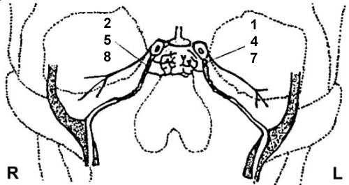 CRH terhelés sinus petrosus